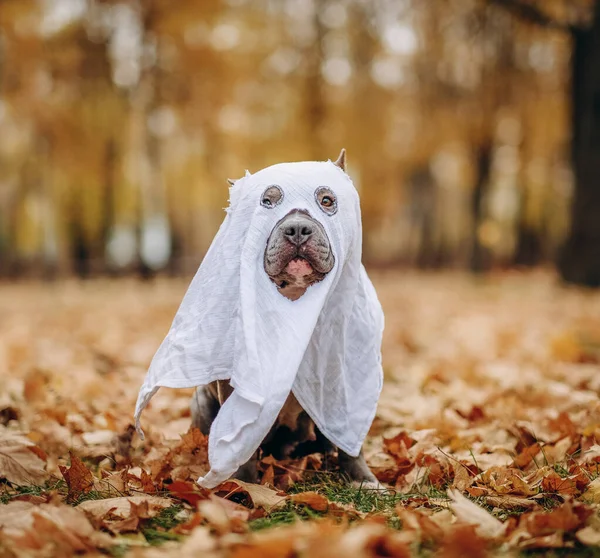 Cadılar Bayramı kostümü giyen Amerikalı zorba. Hayalet kostümü giymiş bir köpek.. — Stok fotoğraf