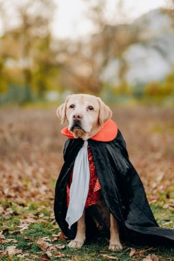 Cadılar Bayramı kutlaması için Labrador köpeği kostümü giymişti. Vampir kostümü giymiş bir köpek..