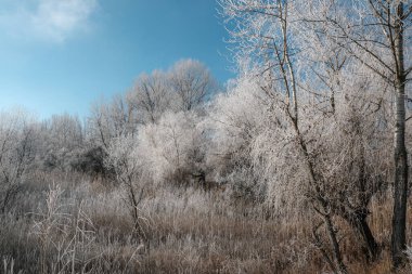 Sonbahar sabahı manzarası. Sis içinde gölün üzerinde gün doğumu. Kışın başlangıcında, ağaçların ve çimlerin üzerindeki yumurtayı. Nadir görülen bir doğa olayı - sis, don ve gün doğumu.