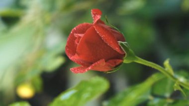 Yazın bahçede kırmızı bir gül açtı..