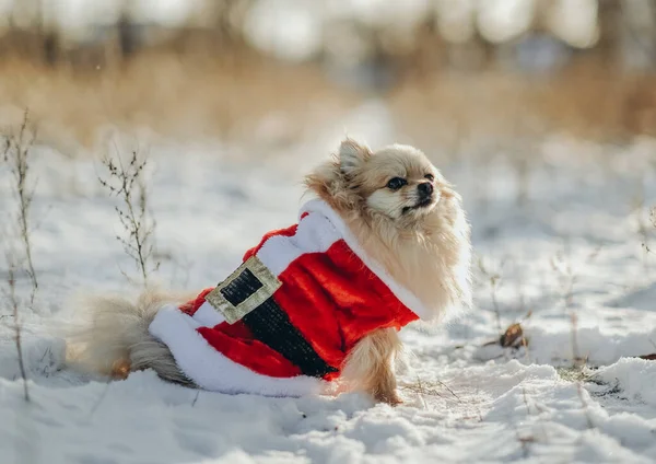 Pomeranian Santa Costume Walks Park Winter Walk Dog Pomeranian Winter —  Fotos de Stock