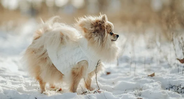 Pomerania Con Maglione Bianco Maglia Passeggia Nel Parco Inverno Passeggiata — Foto Stock