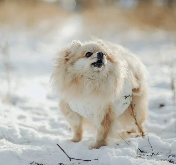 Померанець Білому Язаному Светрі Ходить Парку Взимку Прогулюйся Собакою Помераняном — стокове фото