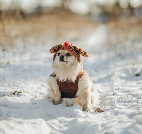 Pomeranian Traje Sombrero Ciervo Camina Parque Invierno Paseo Con Perro —  Fotos de Stock