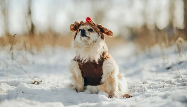 Pomeranian Suit Deer Hat Walks Park Winter Walk Dog Pomeranian — стоковое фото