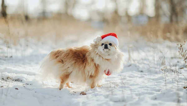 Pomerania Costume Babbo Natale Passeggia Nel Parco Inverno Passeggiata Con — Foto Stock