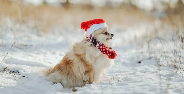 Pomeranian Santa Costume Walks Park Winter Walk Dog Pomeranian Winter — Stock Fotó