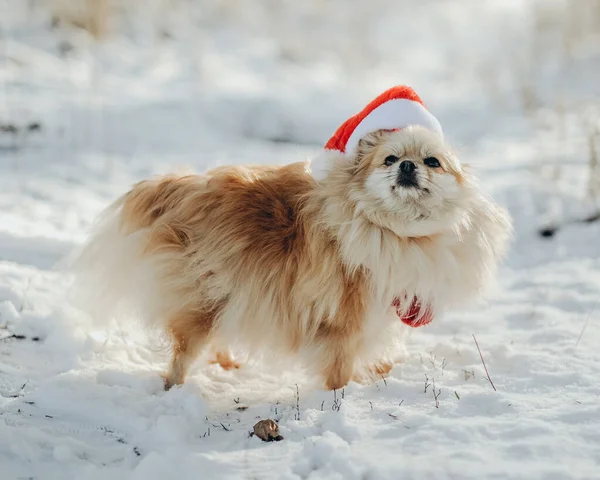 Pomeranian Santa Costume Walks Park Winter Walk Dog Pomeranian Winter — Stock Photo, Image