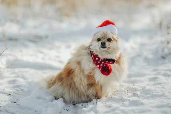 Pomeranian Santa Costume Walks Park Winter Walk Dog Pomeranian Winter —  Fotos de Stock