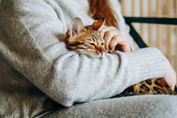 Love for cats. A woman sits in a chair at home and holds her beloved Bengal cat in her arms. A cozy evening with your beloved cat in your arms.