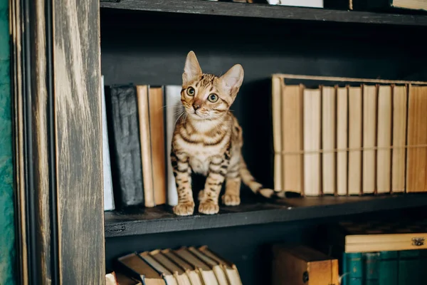 Gatinho Brincalhão Bengala Subiu Uma Estante Livros Amor Por Animais — Fotografia de Stock