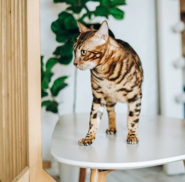 Bengal kedisi masaya atladı. Hayvanlar için aşk.