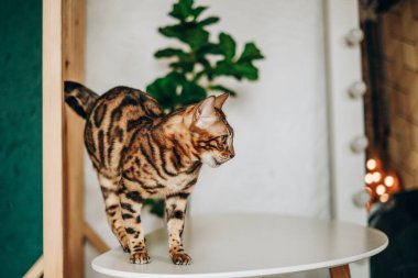 Bengal kedisi masaya atladı. Hayvanlar için aşk.