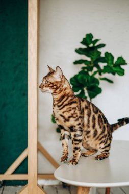 Bengal kedisi masaya atladı. Hayvanlar için aşk.