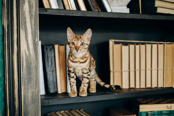 Un chaton ludique du Bengale est monté sur une étagère. — Photo