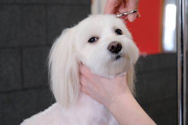 Profesyonel bakım için belgili tanımlık köpek Malta tur köpek. Damat salonda köpek bakım.