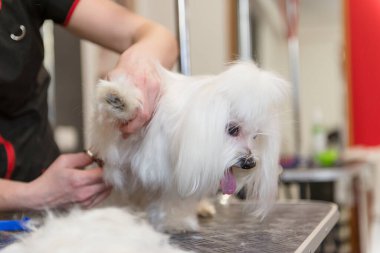 Profesyonel bakım için belgili tanımlık köpek Malta tur köpek. Damat salonda köpek bakım.