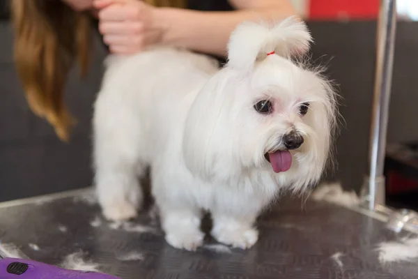 Professional care for the dog Maltese lap dog. Grooming the dog in the grooming salon.