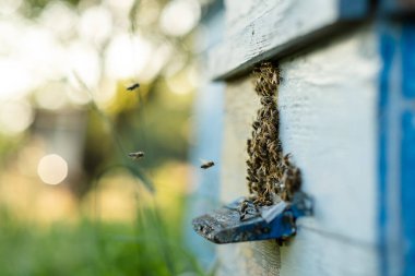 Arılar yazın uçar ve kovanlara geri döner. Bahçedeki kovanın yakınında arılar uçuşuyor..