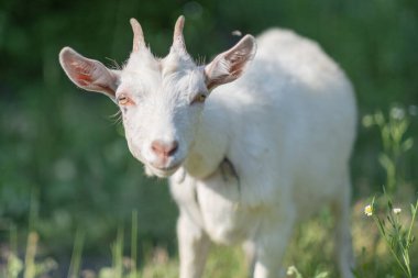 Genç beyaz keçi yaz otlağında ot yer. Beyaz keçi çayırda otluyor..