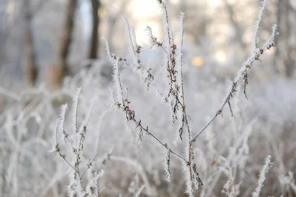 Mroźny Zimowy Poranek Parku Krzewy Drzewa Były Pokryte Mrozem Mroźny — Zdjęcie stockowe