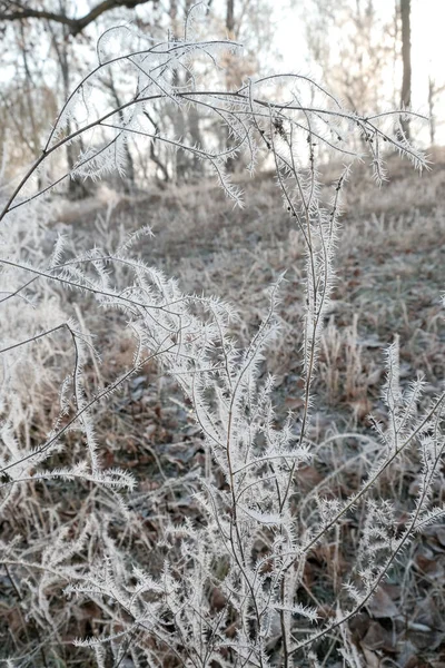 Gelida Mattina Inverno Nel Parco Cespugli Alberi Sono Stati Coperti — Foto Stock