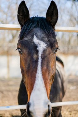 Ahırın yakınındaki bir ağılda duran bir aygır..