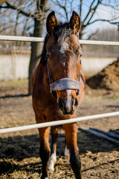 A sports stallion stands in a corral near the stable.