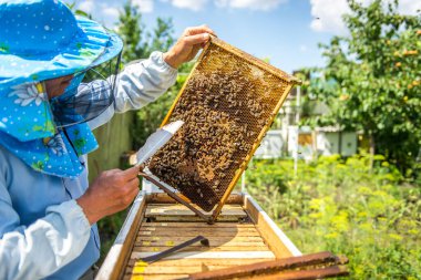 Arıcı kovan denetler