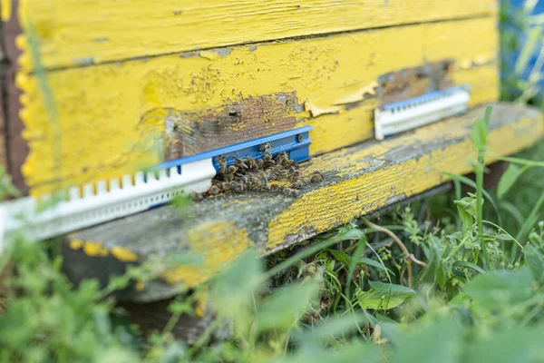Arılar yazın uçar ve kovanlara geri döner. Bahçedeki kovanın yakınında arılar uçuşuyor..