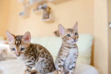 Bengal kedileri evdeki kanepede oturuyor.