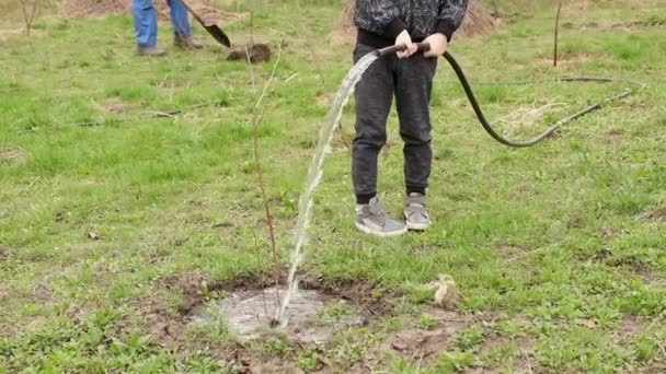 Chlapec Pomáhá Dědečkovi Zalévat Jaře Mladé Stromy Zahradě Sázení Zavlažování — Stock video
