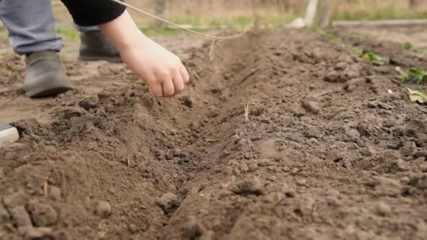 Çocuk Toprağa Tohum Ekiyor Oğlan Büyükannesinin Baharda Toprağa Sebze Tohumları — Stok video