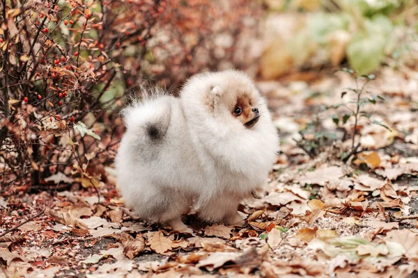 Walking Young Pomeranian Park Love Pets Breeding Pomeranian — Stock Photo, Image