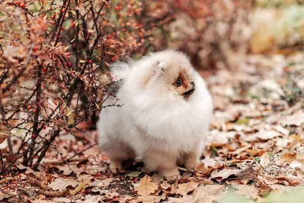 Walking Young Pomeranian Park Love Pets Breeding Pomeranian — Foto Stock
