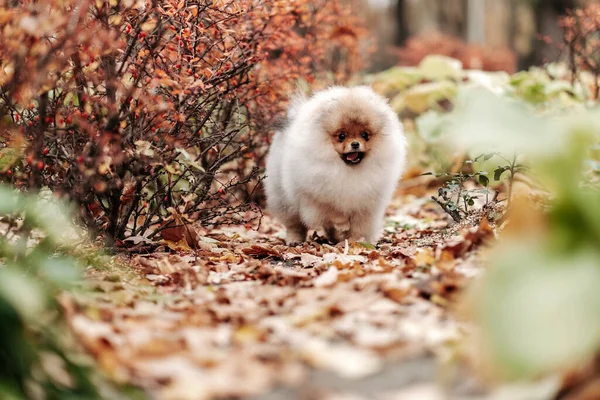 Walking Young Pomeranian Park Love Pets Breeding Pomeranian — Foto Stock