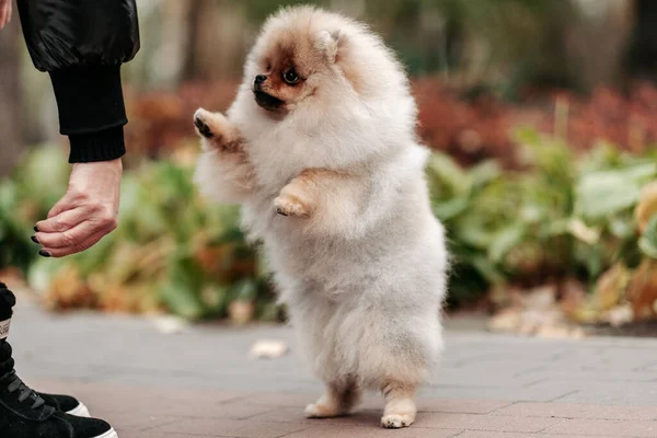 Caminando Con Joven Pomerano Parque Amor Por Las Mascotas Cría —  Fotos de Stock