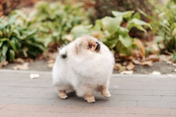 Caminhando Com Jovem Pomerano Parque Amor Por Animais Estimação Reprodução — Fotografia de Stock