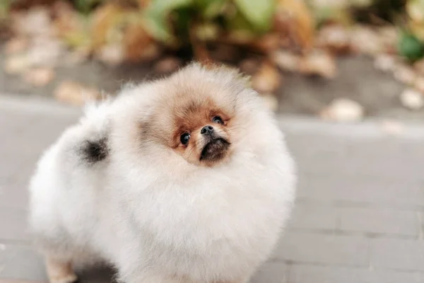 Procházka Mladým Pomerancem Parku Láska Domácím Zvířatům Chov Pomeranian — Stock fotografie