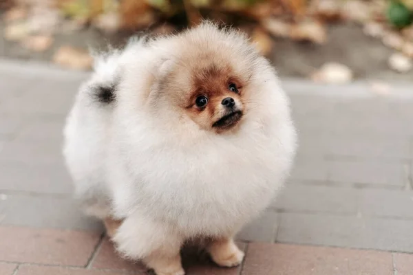 Walking Young Pomeranian Park Love Pets Breeding Pomeranian — 스톡 사진