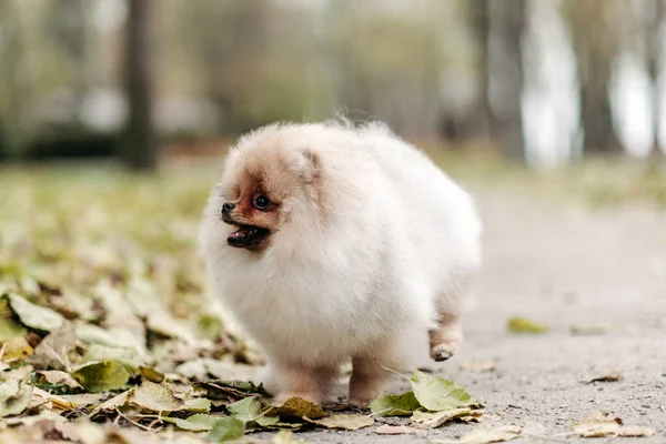 Walking Young Pomeranian Park Love Pets Breeding Pomeranian — Stock Photo, Image