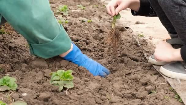 A farmer teaches his grandson how to plant strawberry seedlings in spring. Agricultural work in the garden. — Stockvideo