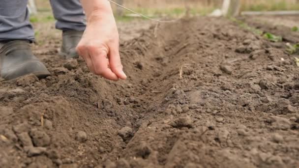 Seeds Fall Soil Man Sows Vegetable Seeds Prepared Soil Spring — Stockvideo