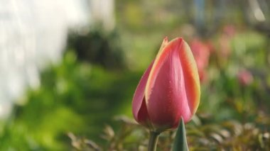 Red tulips bloomed in the garden in spring. Commercial cultivation of tulips.