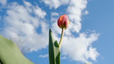 Baharda bahçede kırmızı laleler çiçek açtı. Lale ticareti..