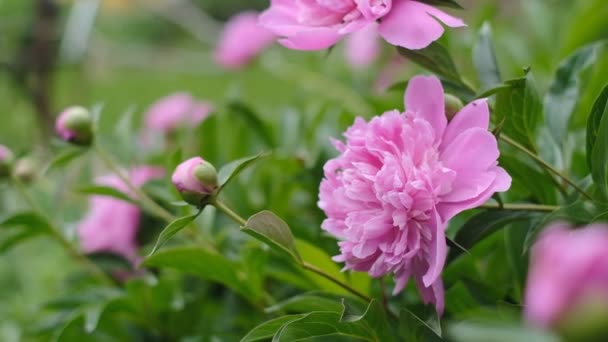 Pink peonies bloomed in the garden in spring. Commercial cultivation of peonies.