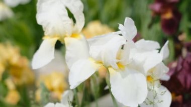 In spring, white irises bloomed in the garden. Commercial cultivation of irises.