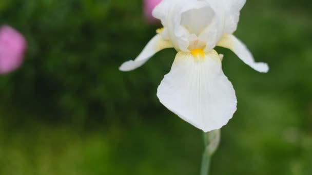 Spring White Irises Bloomed Garden Commercial Cultivation Irises — Stok Video