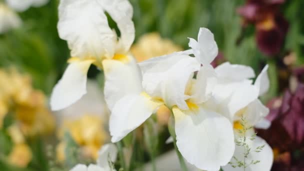 Την Άνοιξη Λευκές Ίριδες Άνθισαν Στον Κήπο Εμπορική Καλλιέργεια Ίριδας — Αρχείο Βίντεο