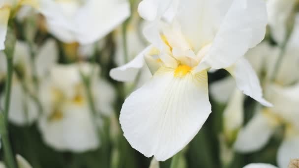 Het Voorjaar Bloeiden Witte Irissen Tuin Commerciële Teelt Van Irissen — Stockvideo